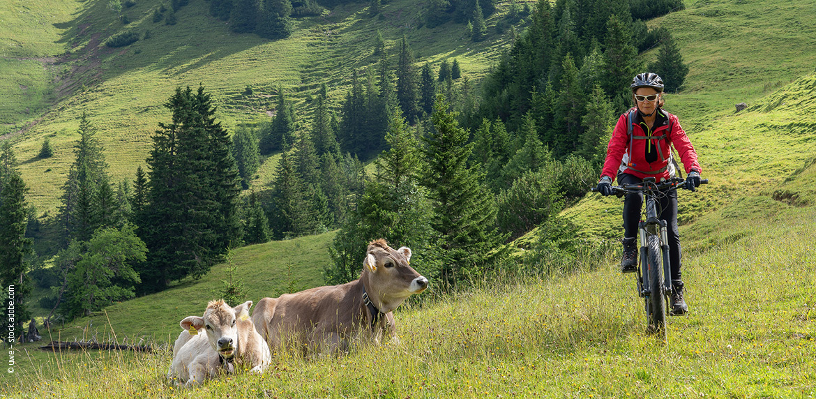 Das Bild zeigt eine Mountainbikerin, die an Kühen vorbeifährt